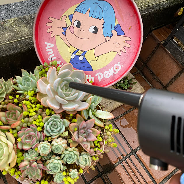 dainaoreiさんの実例写真