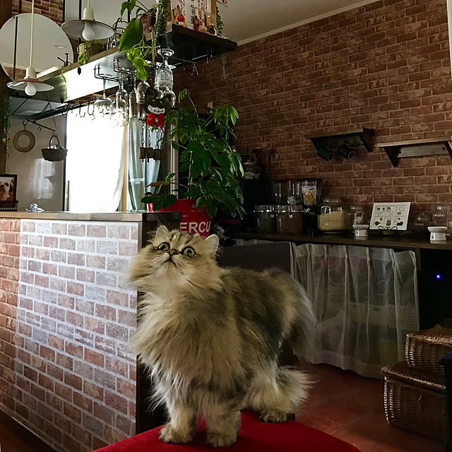 butachanさんの実例写真