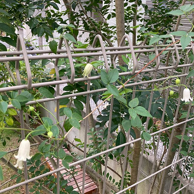 hatsugaさんの部屋