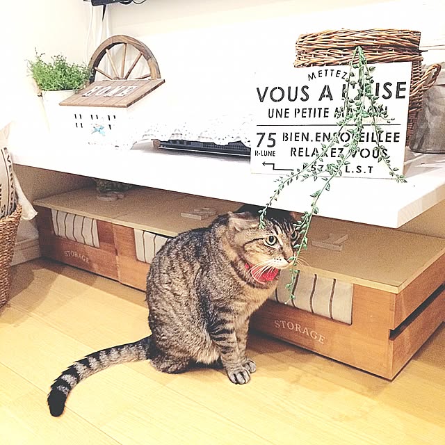 lovecatさんの実例写真