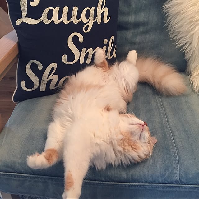 maruさんの実例写真