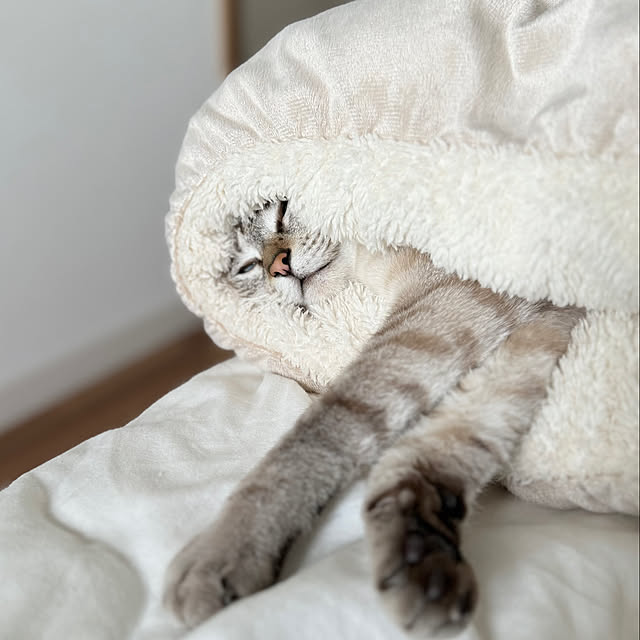 amさんの実例写真