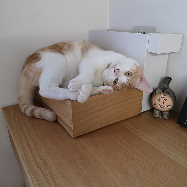koyurizuさんの実例写真