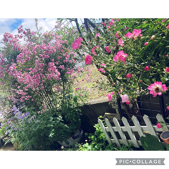 CoCo0617さんの部屋