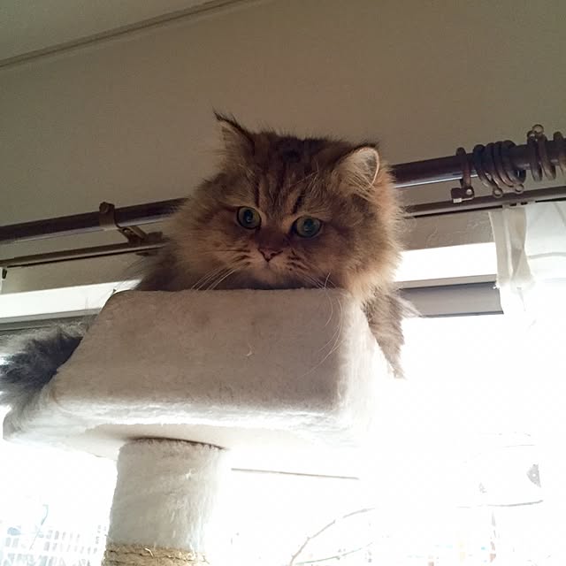 butachanさんの実例写真
