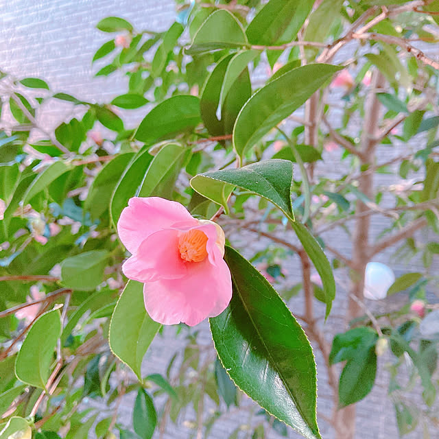 sophiaさんの実例写真