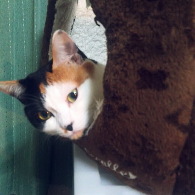 実例写真