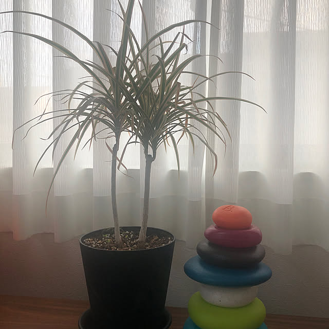 otanuさんの実例写真
