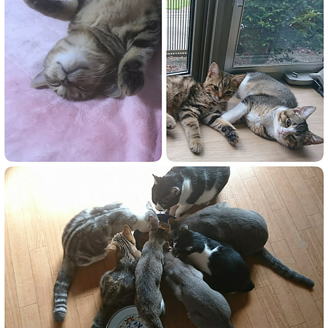 yasuyoさんの実例写真