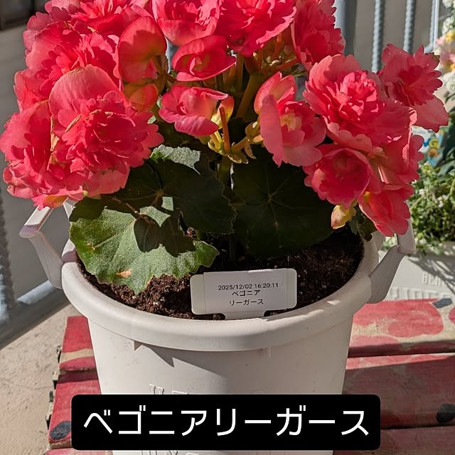 toramamaさんの部屋