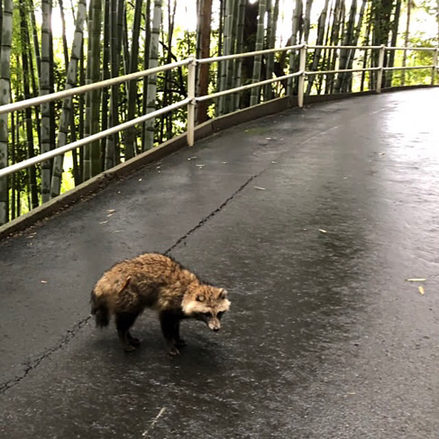 mama-mammothさんの実例写真