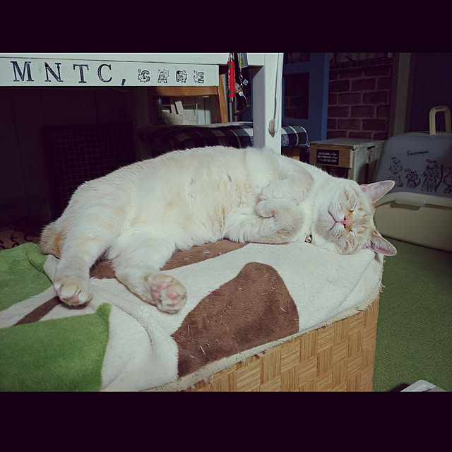 mntcさんの実例写真