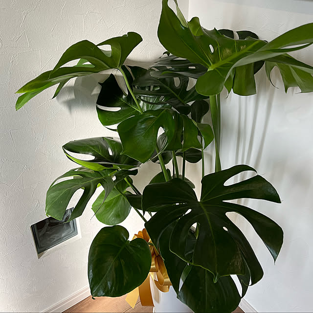 観葉植物/モンステラ/玄関/入り口のインテリア実例 - 2022-08-14 07:49:54