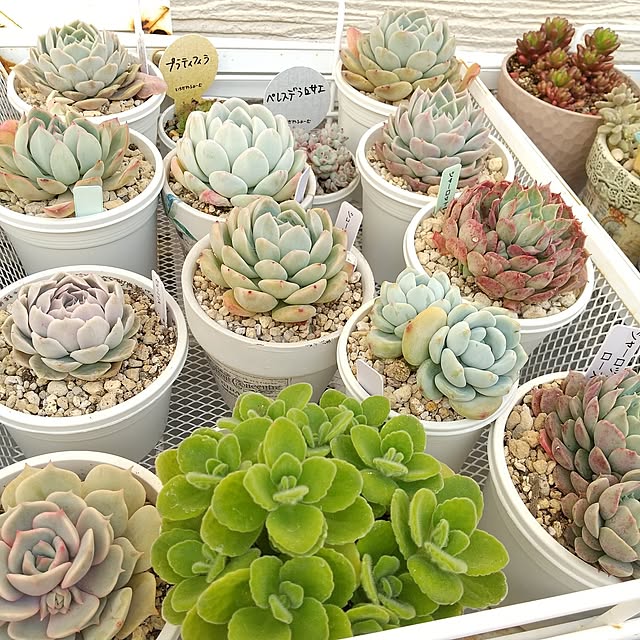 meiさんの実例写真