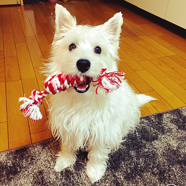 momomoさんの実例写真