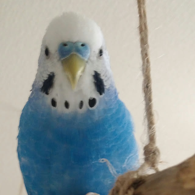 opiopiopiさんの実例写真