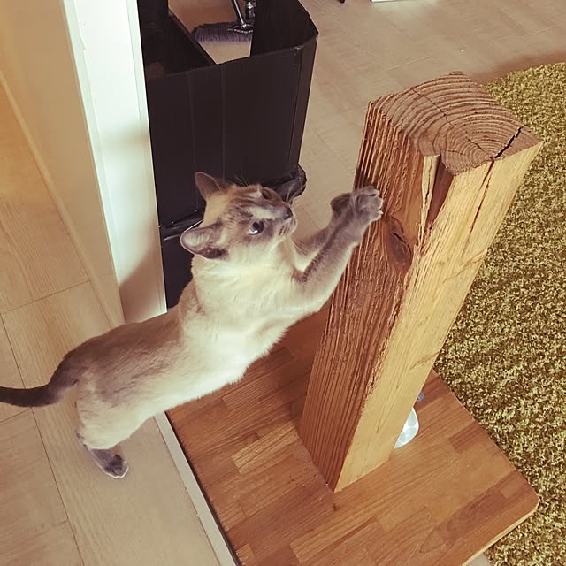 niko-25さんの実例写真