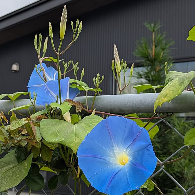 ponhanaさんの実例写真