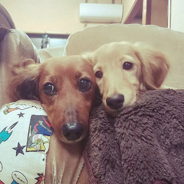 kanchanさんの実例写真