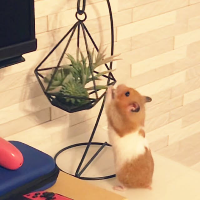 miiさんの実例写真