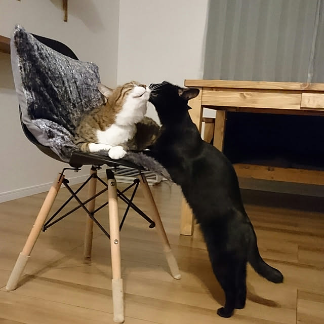 shiiiさんの実例写真