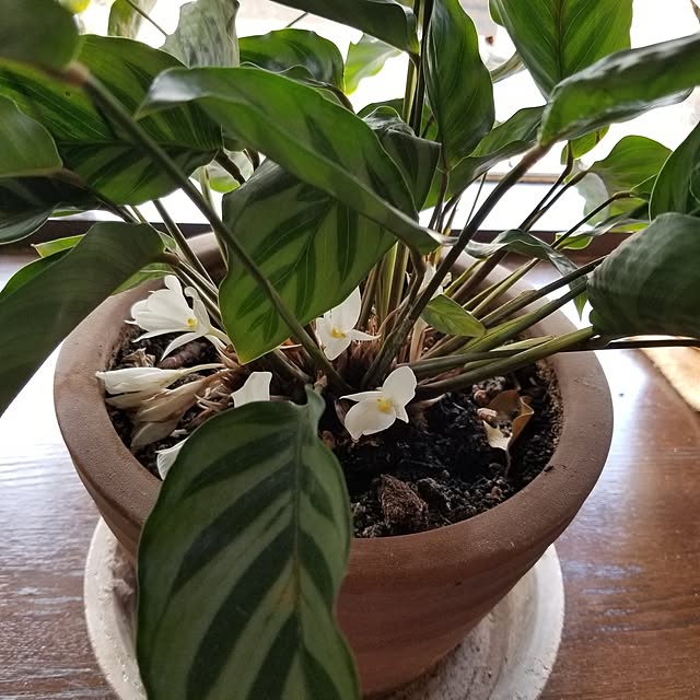 midoriさんの部屋