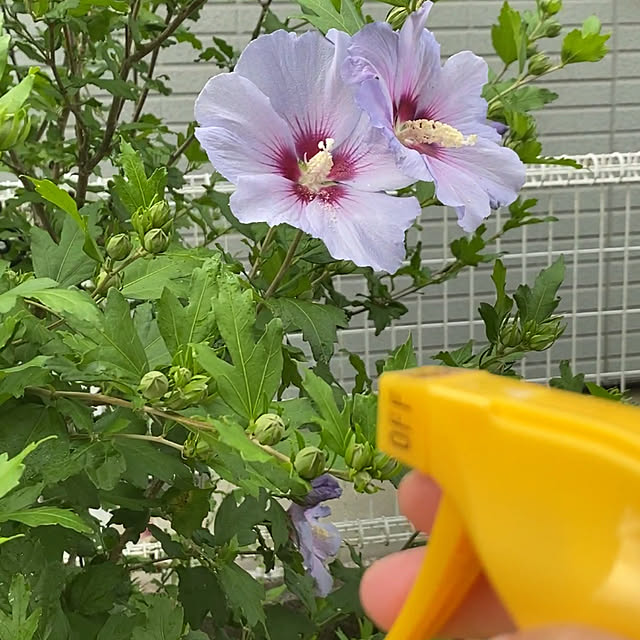 chIoeさんの実例写真