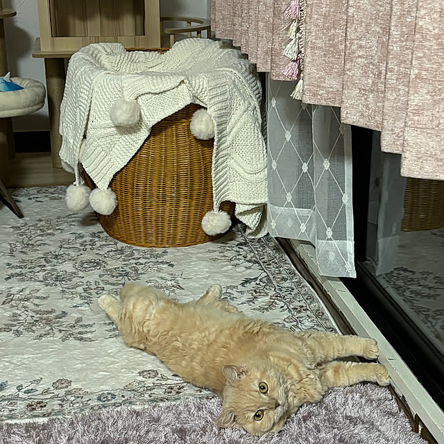 naokoさんの実例写真