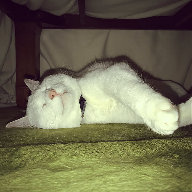yuki48さんの実例写真