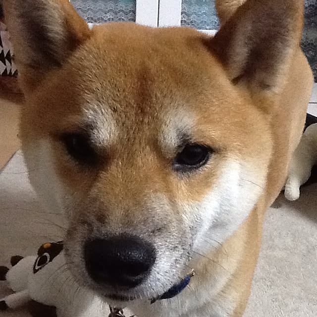 kotaさんの実例写真