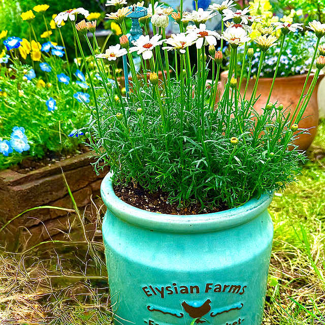 kaochanさんの実例写真