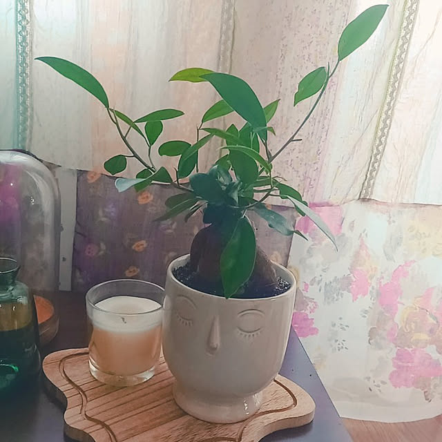リビング/観葉植物/ガジュマル/フライングタイガー/ナチュラルキッチン...などのインテリア実例 - 2021-12-15 11:34:07