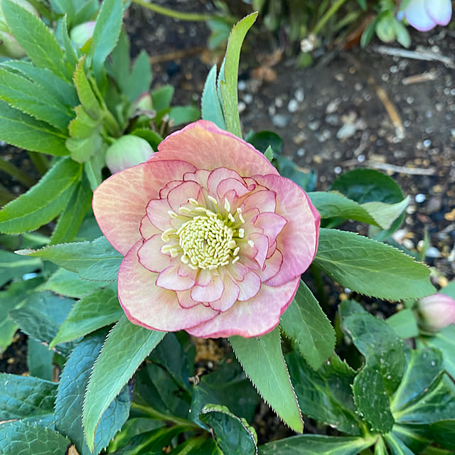 uraraさんの部屋