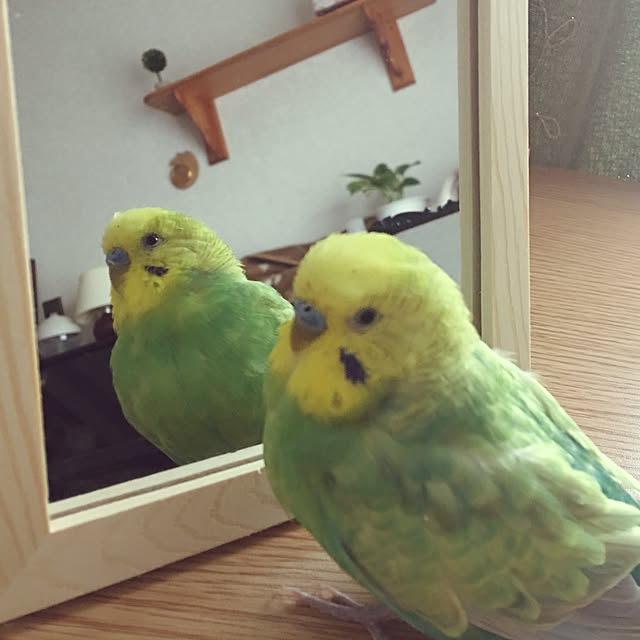 mgさんの実例写真