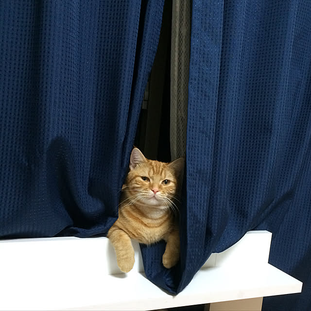 nekoさんの実例写真