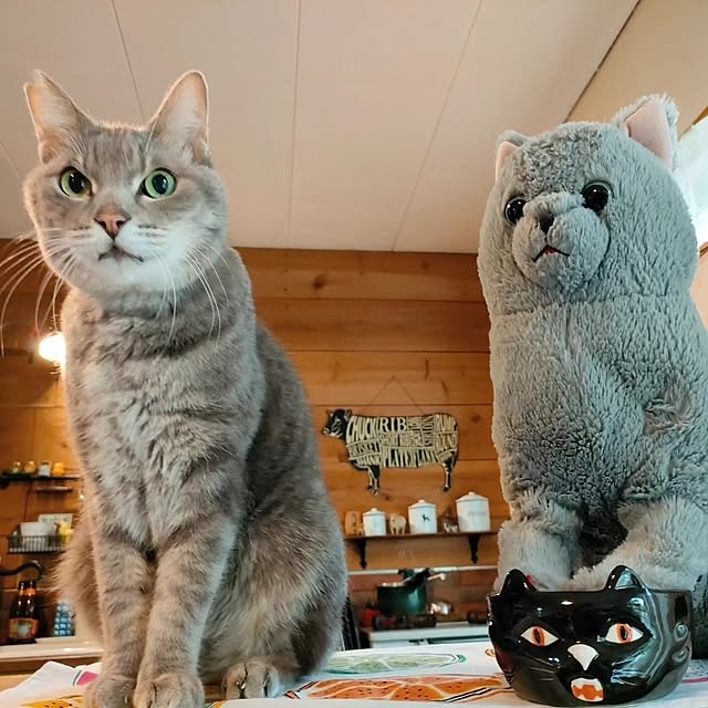 orca_cafeさんの実例写真