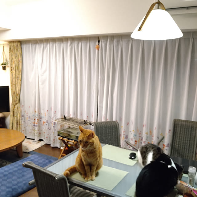 okyosan101さんの実例写真
