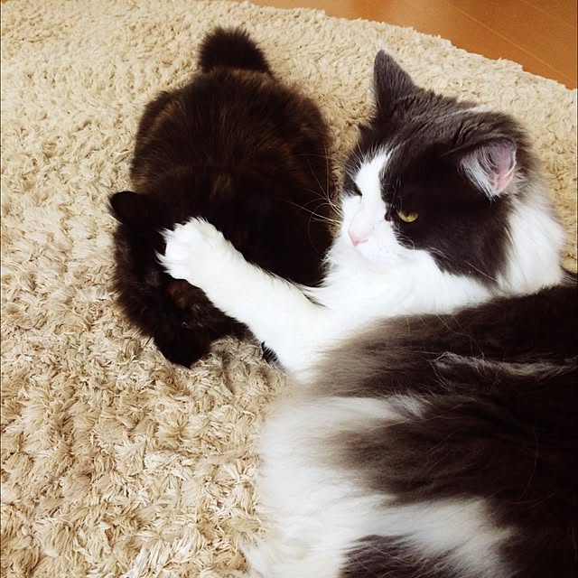 実例写真