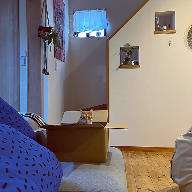 DailyRoomclip