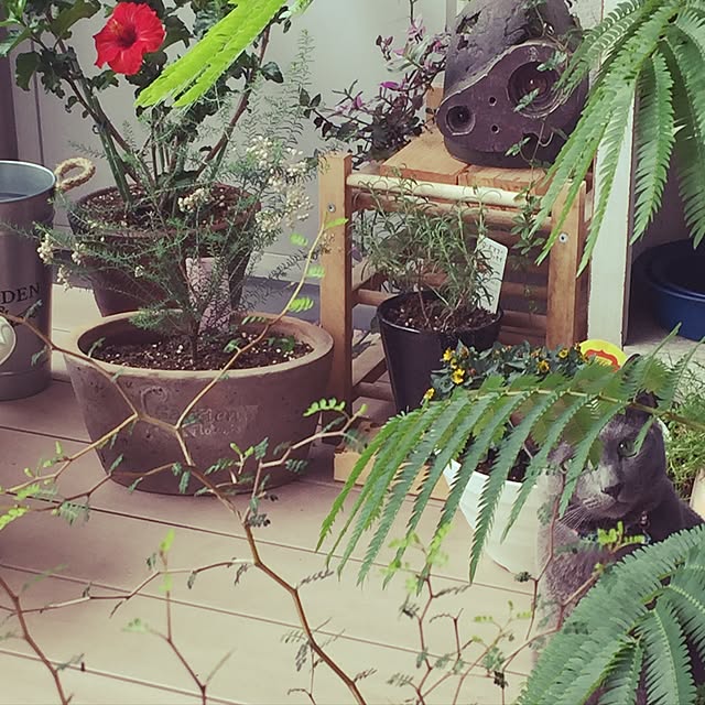 玄関/入り口/ねこのいる風景のインテリア実例 - 2017-07-01 10:19:36