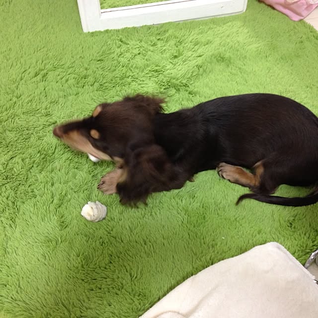 harucha0611さんの実例写真