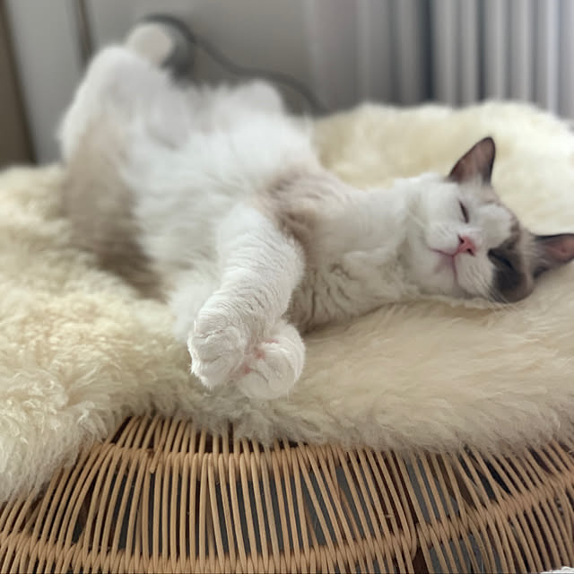 Micccaさんの実例写真