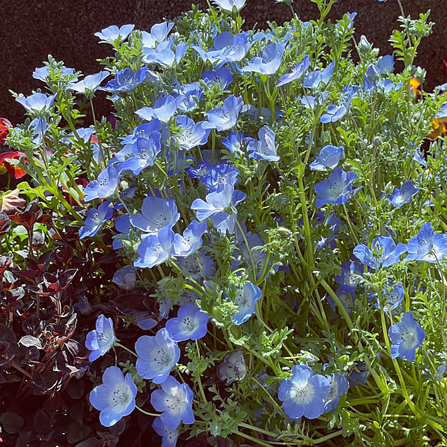 namecoさんの部屋