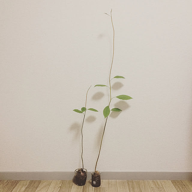 muniさんの実例写真