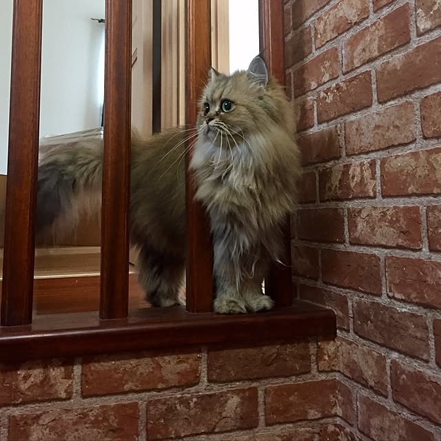 butachanさんの実例写真