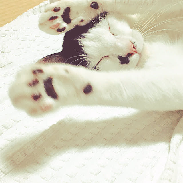 nobikoさんの実例写真