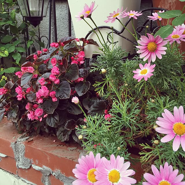 greenroseさんの実例写真