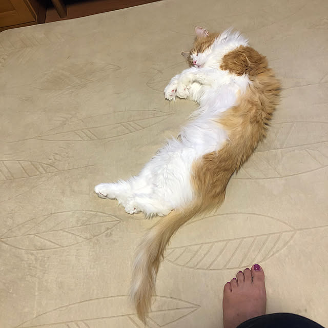 uchidaizuさんの実例写真