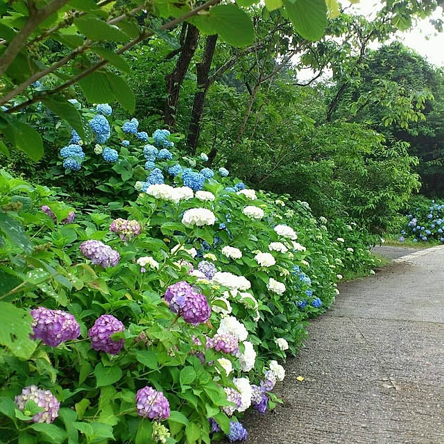 玄関/入り口/紫陽花のインテリア実例 - 2020-06-26 02:42:14