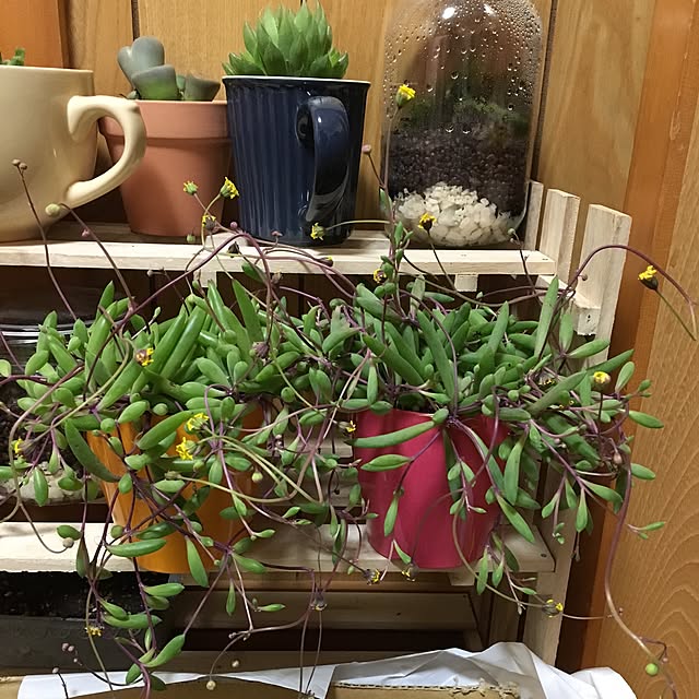 CHIROさんの実例写真